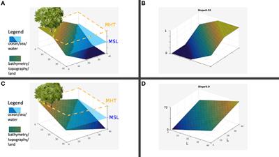 Does mangrove restoration imply coastal protection? A prospective simulation study